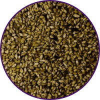 Imagem dos grãos do produto Brachiaria Brizantha cv. Marandú